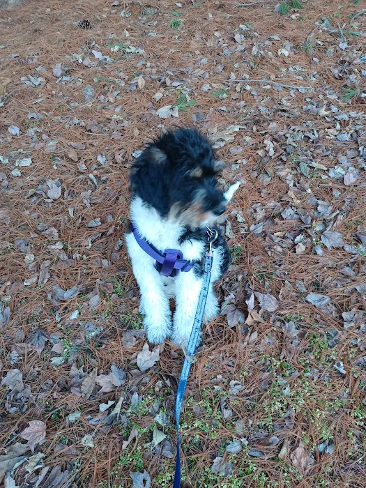 All Dogs Clinic Picture 6