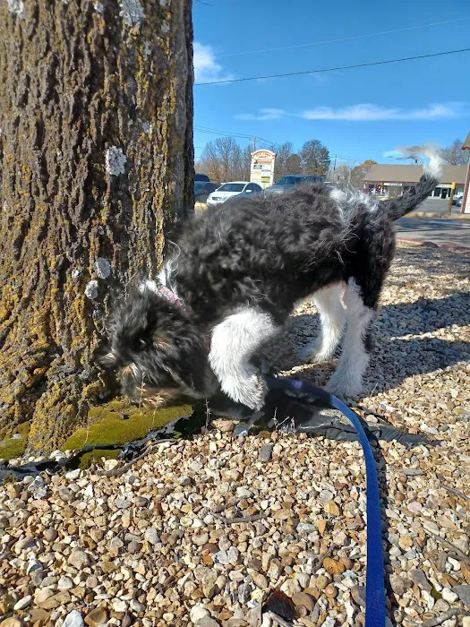 All Dogs Clinic Picture 8