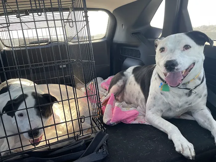 Animal Medical Center Midtown Picture 1