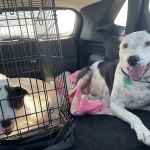 Animal Medical Center Midtown