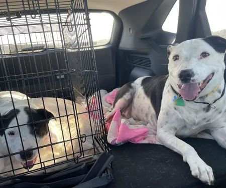 Animal Medical Center Midtown