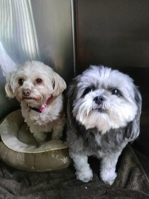 Animal Medical Center Midtown Picture 5