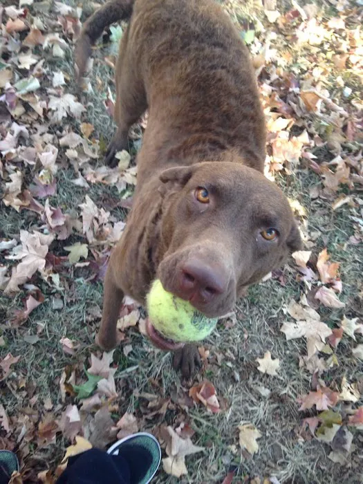 Animal Medical Center Midtown Picture 6