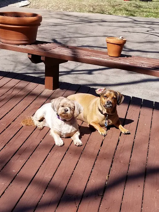 Animal Medical Center Midtown Picture 3