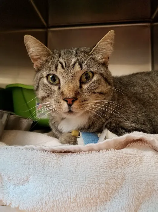 Animal Medical Center Midtown Picture 4