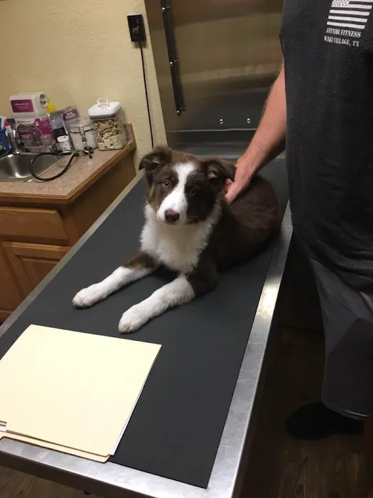 Animal Medical Center Midtown Picture 8