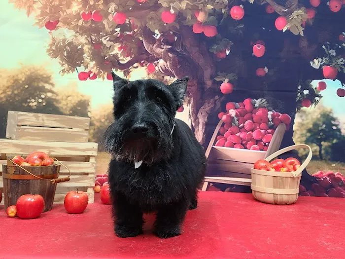 Vinita Veterinary Center Picture 2