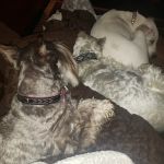 Vinita Veterinary Center