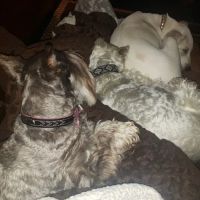 Vinita Veterinary Center ico