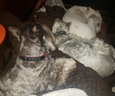 Vinita Veterinary Center