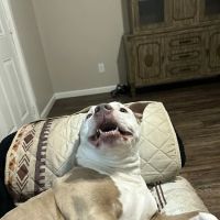 Hometown Pet Care ico