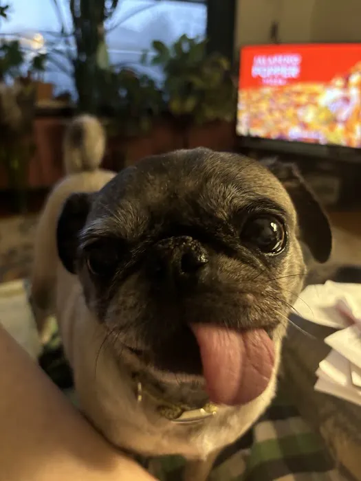 Hometown Pet Care Picture 2