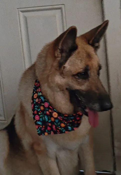 Hometown Pet Care Picture 8