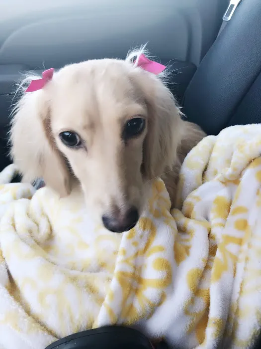 Miami Animal Hospital Picture 2