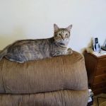 Miami Animal Hospital