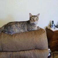 Miami Animal Hospital ico