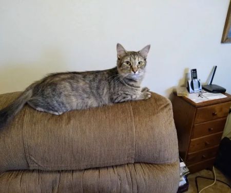 Miami Animal Hospital