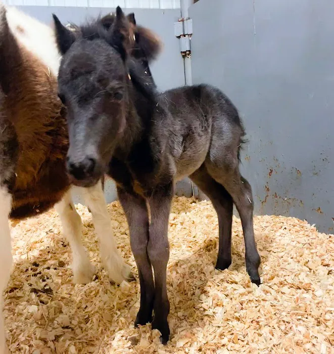 Marcotte Veterinary Clinic, P.C. Picture 2