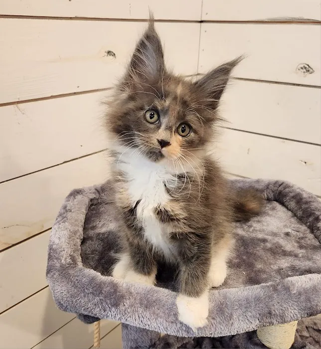 Primrose Maine Coons Picture 2