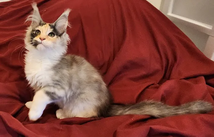 Primrose Maine Coons Picture 1