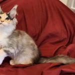 Primrose Maine Coons