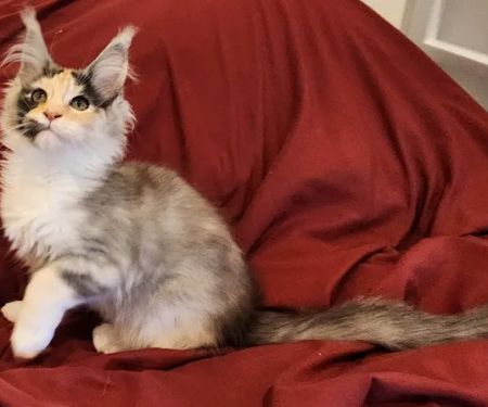 Primrose Maine Coons