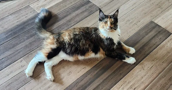 Primrose Maine Coons Picture 4