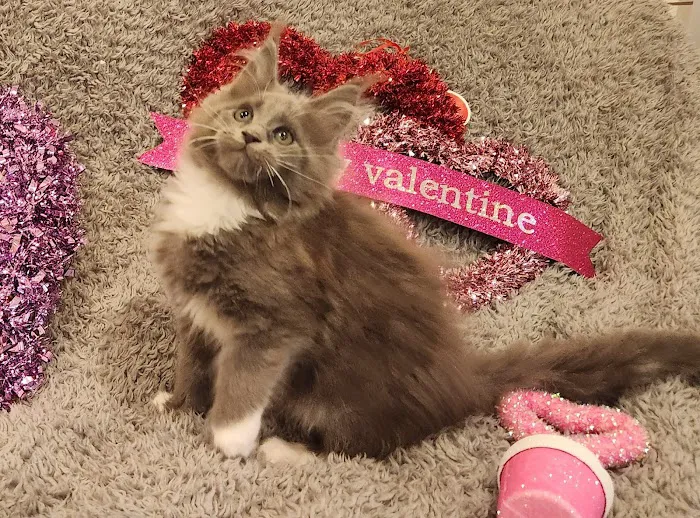 Primrose Maine Coons Picture 5