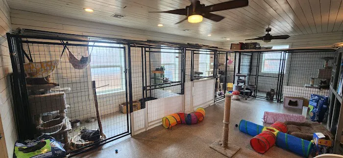 Primrose Maine Coons Picture 3