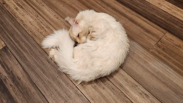 Primrose Maine Coons Picture 6