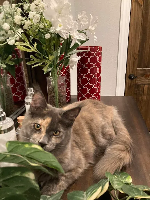 Primrose Maine Coons Picture 8