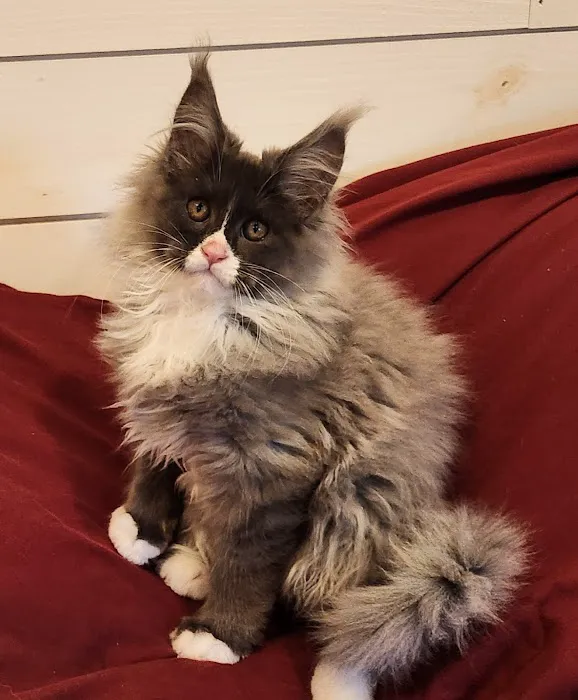 Primrose Maine Coons Picture 7