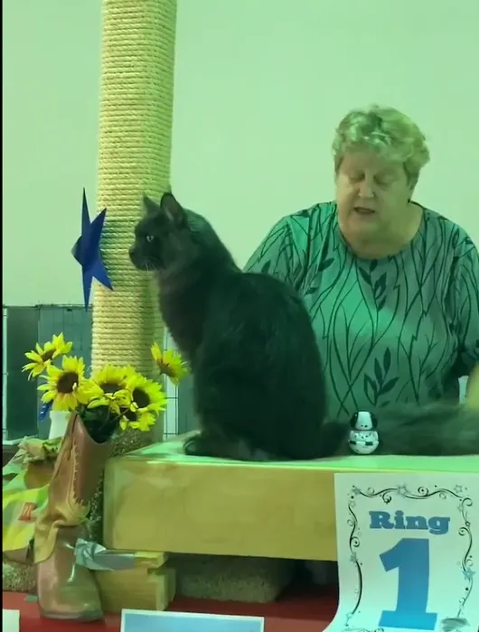 Primrose Maine Coons Picture 10