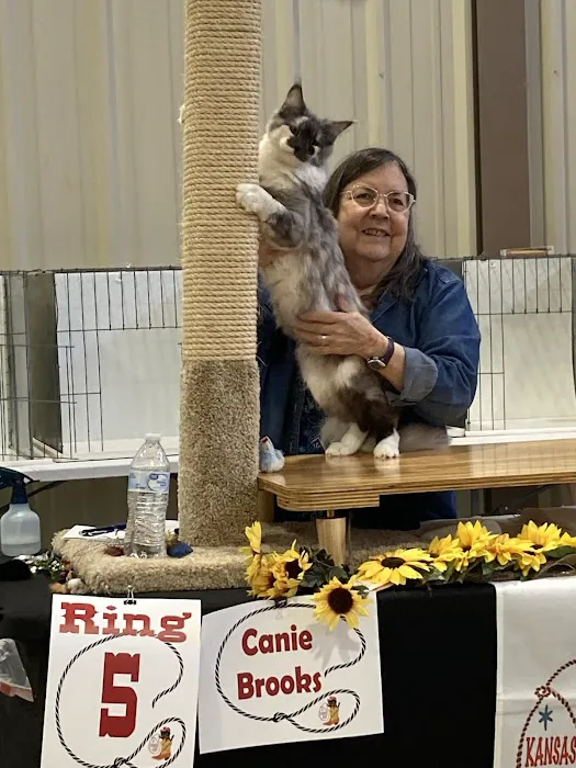 Primrose Maine Coons Picture 9