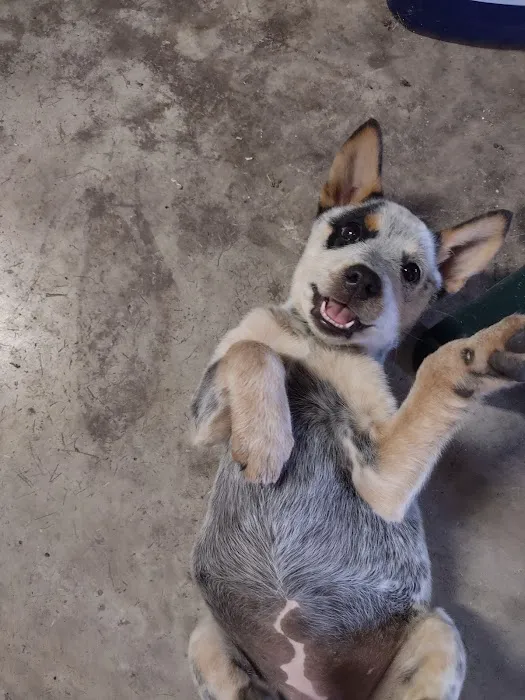 Ravenwood Veterinary Clinic Picture 2