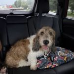 Ravenwood Veterinary Clinic