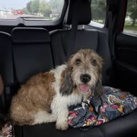 Ravenwood Veterinary Clinic ico