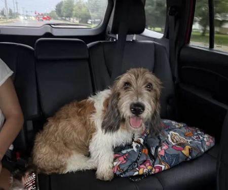 Ravenwood Veterinary Clinic