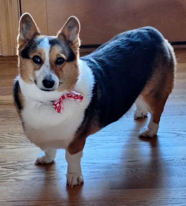 Ravenwood Veterinary Clinic Picture 4