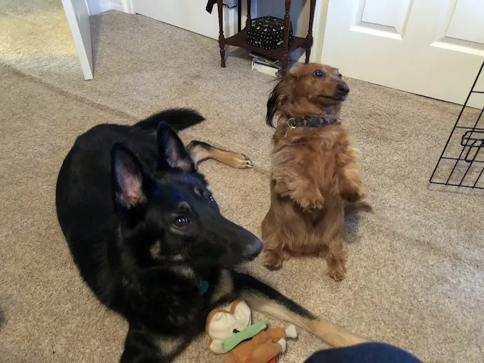 Ravenwood Veterinary Clinic Picture 10