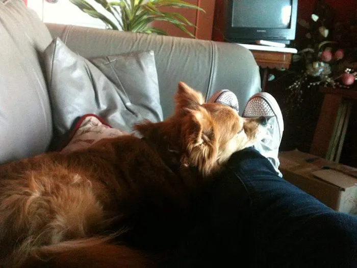 Ravenwood Veterinary Clinic Picture 9