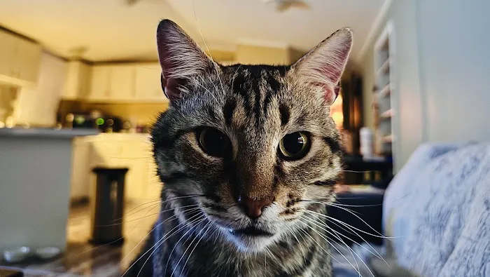 Pro-Vet of Siloam Springs Picture 2