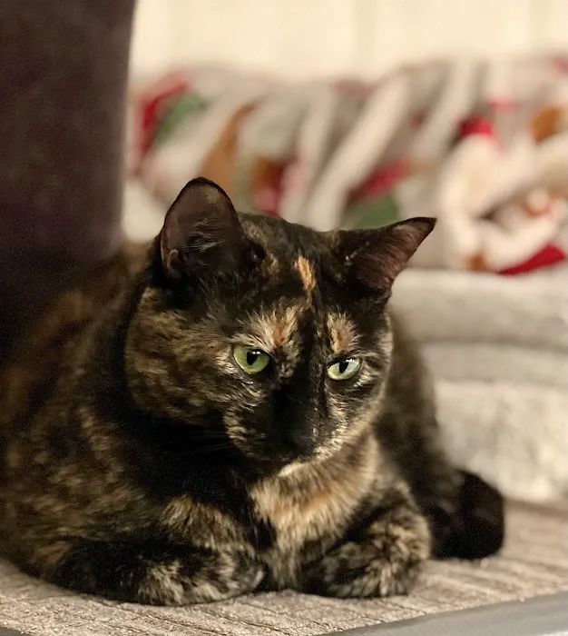 Pro-Vet of Siloam Springs Picture 3