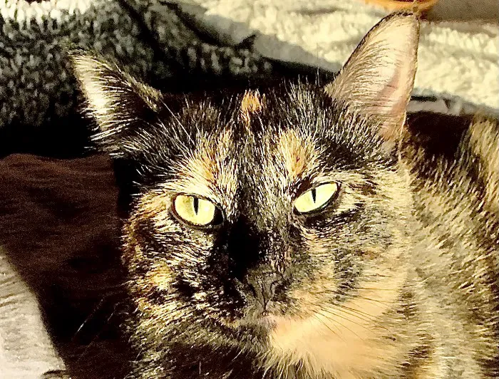 Pro-Vet of Siloam Springs Picture 6