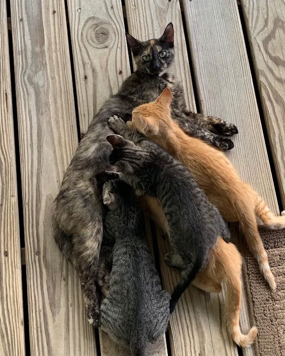 Pro-Vet of Siloam Springs Picture 4