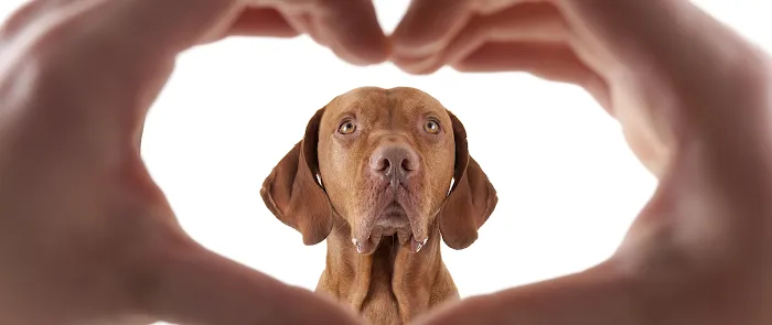 Pro-Vet of Siloam Springs Picture 10