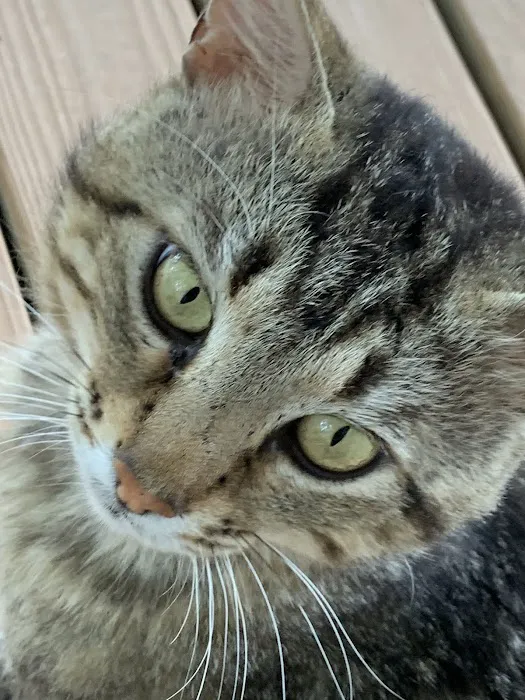 Pro-Vet of Siloam Springs Picture 7