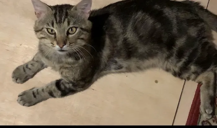 Pro-Vet of Siloam Springs Picture 9