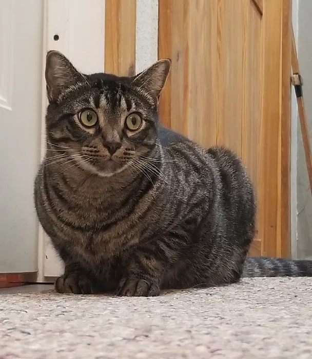 All Creatures Veterinary Clinic Picture 2