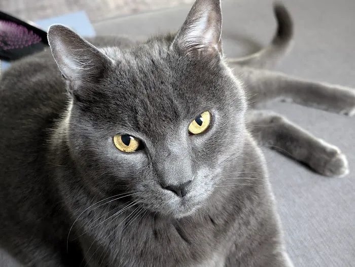 All Creatures Veterinary Clinic Picture 5